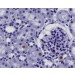 Zellen einer Niere durch die Zeiss Axiocam 705 color