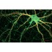 Axiocam 702 - fluorogenes Neuron einer Ratte 