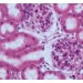 Zellen einer Niere aufgenommen mit der Axiocam 712 color