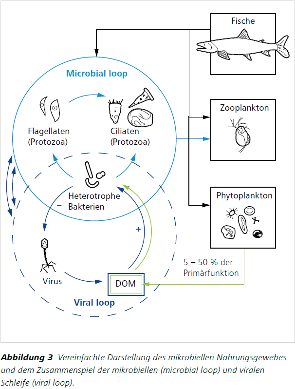 Abbildung 3 Vereinfachte Darstellung des mikrobiellen Nahrungsgewebes
und dem Zusammenspiel der mikrobiellen (microbial loop) und viralen
Schleife
(viral loop).