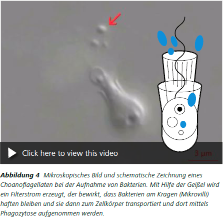 Abbildung 4 Mikroskopisches Bild und schematische Zeichnung eines
Choanoflagellaten
bei der Aufnahme von Bakterien. Mit Hilfe der Geißel wird
ein Filterstrom erzeugt, der bewirkt, dass Bakterien am Kragen (Mikrovilli)
haften
bleiben und sie dann zum Zellkörper transportiert und dort mittels
Phagozytose aufgenommen werden.