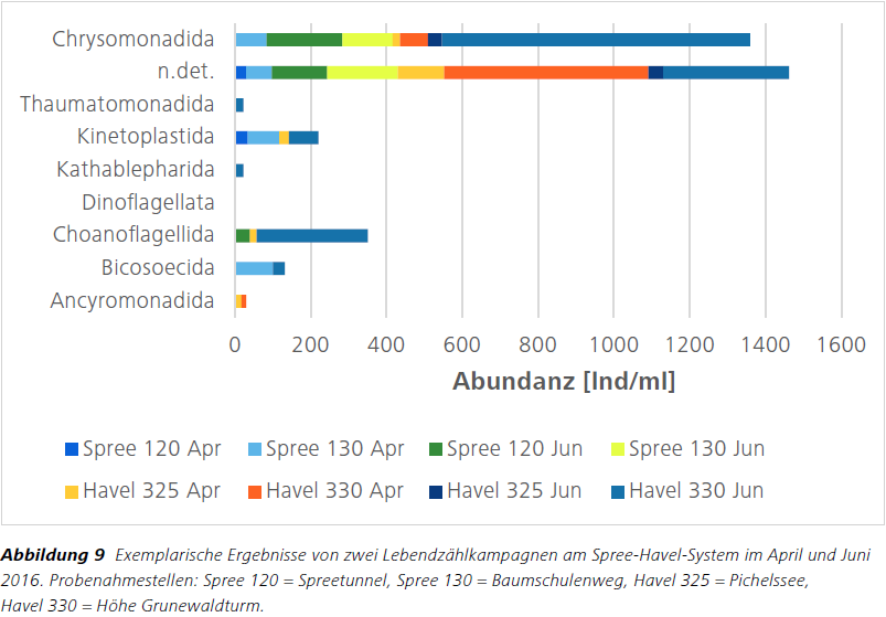 Abbildung 9 Exemplarische Ergebnisse von zwei Lebendzählkampagnen am Spree-Havel-System im April und Juni
2016. Probenahmestellen: Spree 120 = Spreetunnel, Spree 130 = Baumschulenweg, Havel 325 = Pichelssee,
Havel 330 = Höhe Grunewaldturm.