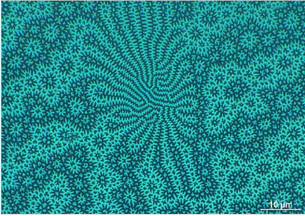 Bild 2, Oben: Kerr-Bild einer Nd2Fe14B Abschlussdomäne bei 1000-facher Vergrößerung im Compound-Mikroskop. Das Domänenmuster in der Bildmitte ist typisch für eine geringere Korndicke (z.B. Pore direkt unterhalb der Schliffoberfläche).