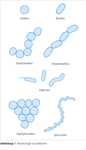 Abbildung 1 Morphologie von Bakterien 