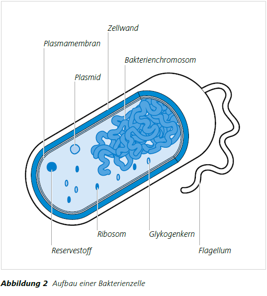 Abbildung 2 Aufbau einer Bakterienzelle