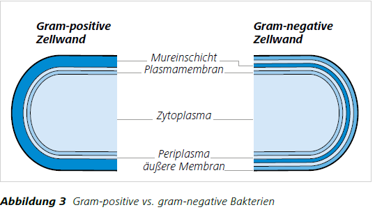 Abbildung 3 Gram-positive vs. gram-negative Bakterien