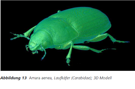 Abbildung 13 Amara aenea, Laufkäfer (Carabidae); 3D Modell