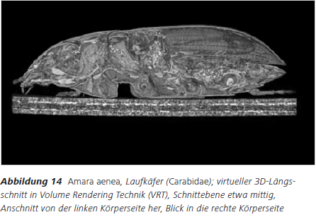 Abbildung 14 Amara aenea, Laufkäfer (Carabidae); virtueller 3D Längsschnitt in Volume Rendering Technik (VRT), Schnittebene etwa mittig, Anschnitt von der linken Körperseite her, Blick in die rechte Körperseite