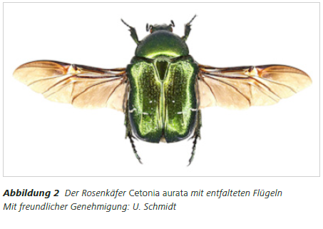 Abbildung 2 Der Rosenkäfer Cetonia aurata mit entfalteten Flügeln Mit freundlicher Genehmigung: U. Schmidt