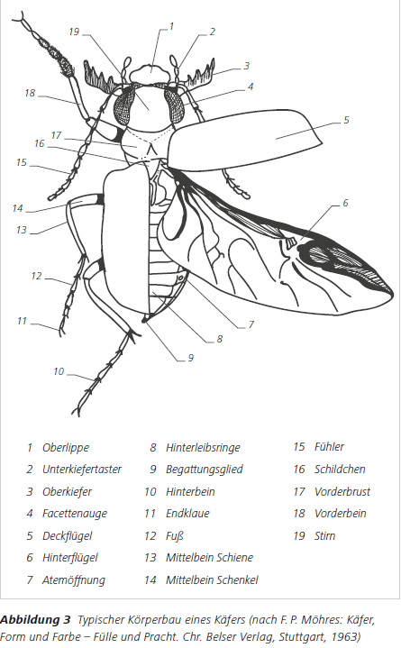 Abbildung 3 Typischer Körperbau eines Käfers (nach F. P. Möhres: Käfer, Form und Farbe – Fülle und Pracht. Chr. Belser Verlag, Stuttgart, 1963)