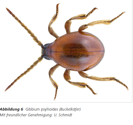 Abbildung 6 Gibbium psyllioides (Buckelkäfer) Mit freundlicher Genehmigung: U. Schmidt