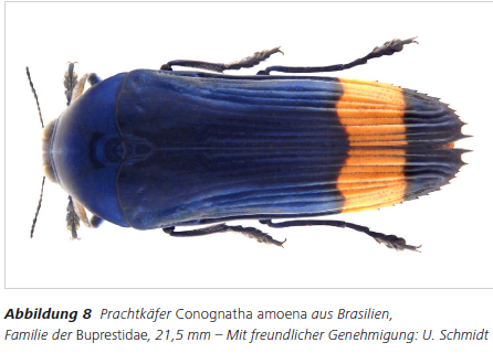 Abbildung 8 Prachtkäfer Conognatha amoena aus Brasilien, Familie der Buprestidae, 21,5 mm – Mit freundlicher Genehmigung: U. Schmidt