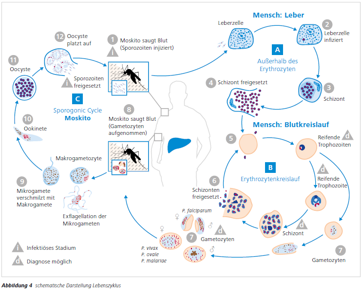 Abbildung 4 schematische Darstellung Lebenszyklus